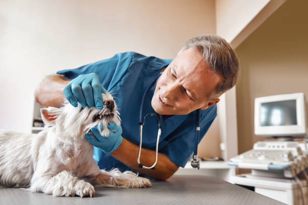 Best Chipped Tooth Repair Near Me  in Toronto, OH